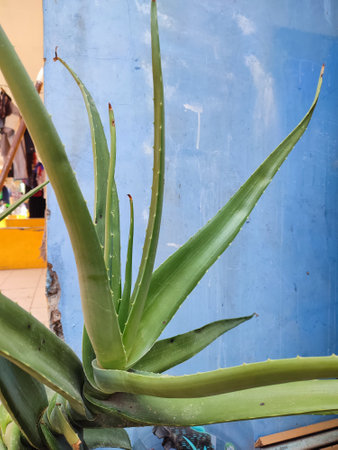 aloe vera treeの写真素材