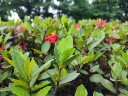 ixora coccinea flowerの写真素材
