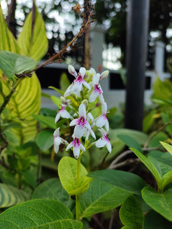 pseuderanthemum flower
