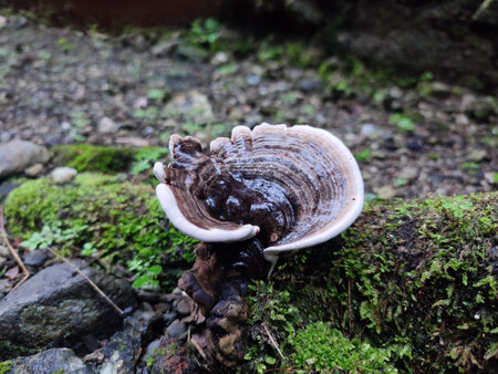 mushrooms growing on woodの写真素材