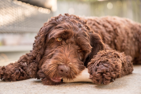 labradoodle dog with a boneの写真素材