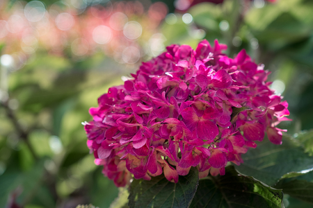 Magenta hydrangea