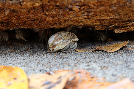 hermit crabの写真素材