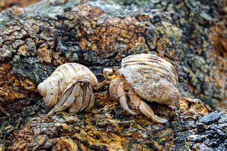 hermit crabの写真素材