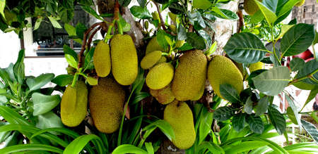 Jackfruit and jackfruit trees are hanging from a branch