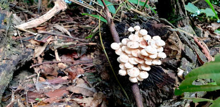 Dark magic forest. Group of mushrooms in the moss on a log. Brown wild mushroom at big tree that...