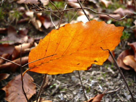 this is  autumn leaves and macro photography