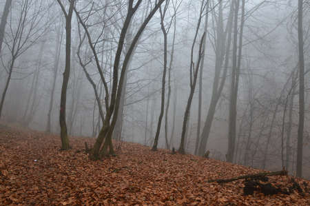 fog in forest treesの写真素材