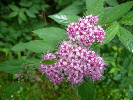 Macro flowers  in garden of the still life