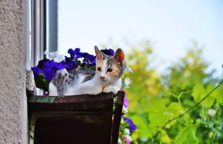 cute little pussy on a balcony with flowersの写真素材