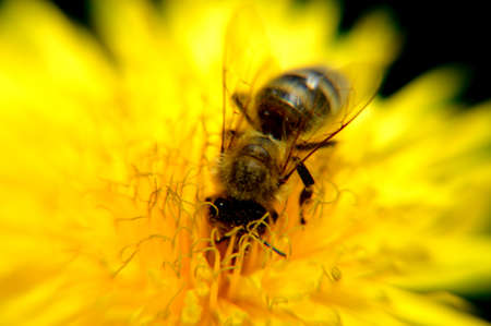 close uo macro insect on flowers danelion .