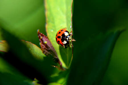 close up macro insect ladybugsの写真素材