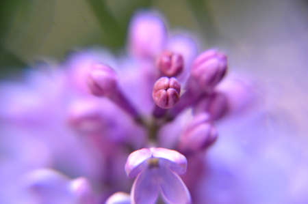 close up macro flowers of lilac background.Beautiful garden flowers lilac photographed in close up...