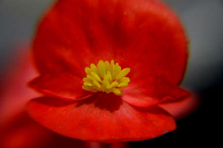 Close up macro flowers begonia.Begonia flower photographed close up macro, has different colors and looks beautiful in the garden and small details that can not be seen by the eyes.のeditorial素材