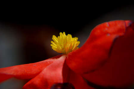 Close up macro flowers of begonia.Begonia  flower photographed close up macro, has different colors and looks beautiful in the garden and small details that can not be seen by the eyes.のeditorial素材