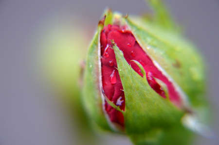 Close up macro rain drops on flowers bud  of red roseの写真素材