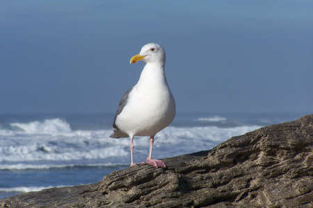 Seagull on driftwood with the ocean breaking behind.の写真素材