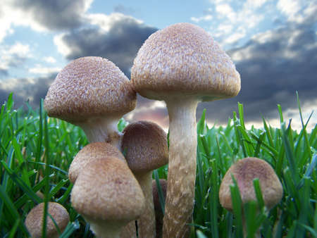 Mushrooms with clouds in background.の写真素材