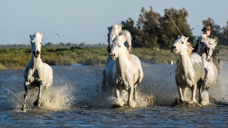 Saintes Maries de la Mer, France - May 16, 2015: the swamp of the delta of the Rhone at sunset, a cowboy gathers His horses to carry them in the stables where they will spend the night.のeditorial素材
