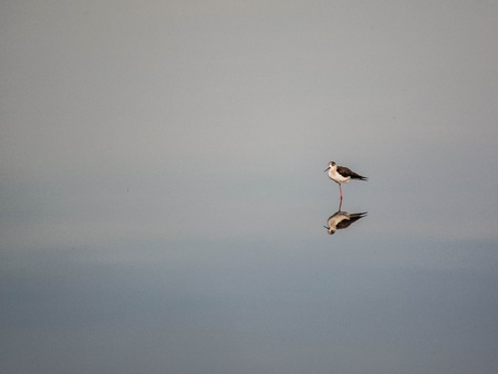 The Salina of Cervia, gateway to South Station and the Regional Park of the Po Delta, given an environment of high natural interest, so much so that it has been positioned as a Wetland of International Importance by the Ramsar Convention. Since 1979 he beの写真素材