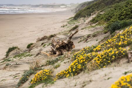 Beach Sabaudia with typical sand dunes lining the Circeo National Parkの写真素材