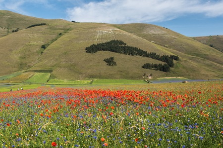 Castelluccio, Pian Grande, Umbria.の写真素材