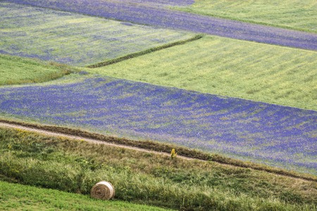 Castelluccio, Pian Grande, Umbria.の写真素材