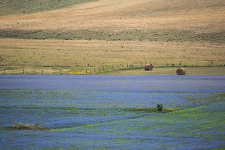 Castelluccio, Pian Grande, Umbria.の写真素材