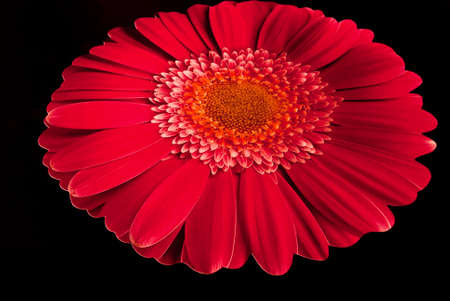 A red syntetic centerpiece in a black underground made in studioの写真素材