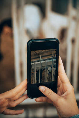 Hand of a young girl taking pictures of some calves inside the stableの写真素材