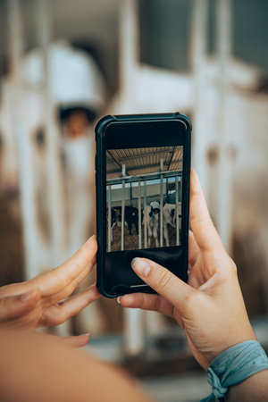 Hand of a young girl taking pictures of some calves inside the stableの写真素材