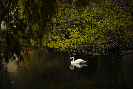 Swan floating in the water of a calm lake surrounded by vegetationの写真素材