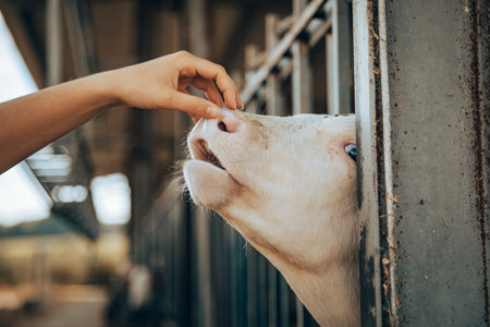 Hand of a young girl trying to pet a calf in a stableの写真素材