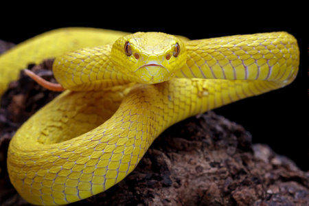 high venomous yellow viper snake front viewの写真素材