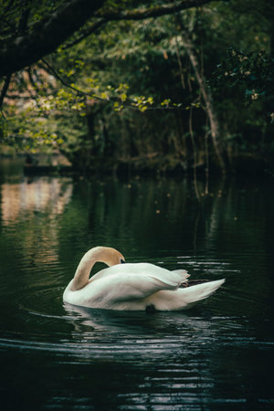 Swan floating in the water of a calm lake surrounded by vegetationの写真素材