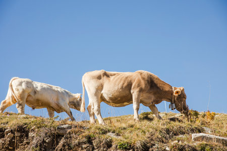 Cows grazing freely in a meadow on a mountainの写真素材
