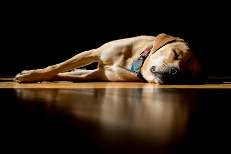 Dog sleeping in patch of sunlight on wooden floor.の写真素材