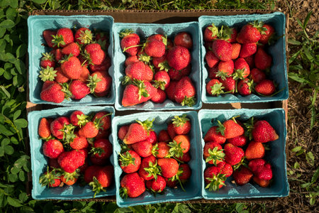 Birds-eye view of strawberries in containers on grass.の写真素材