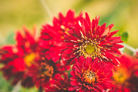 Red and yellow chrysanthemum against blurred green background.の写真素材