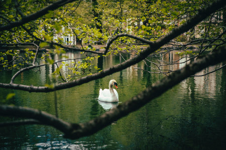 Swan swimming on lake at parkの写真素材