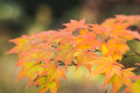 Closeup of orange, yellow, and gold leaves against green background.の写真素材