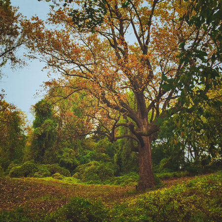 Tree with orange leaves amid a lush green landscape.の写真素材