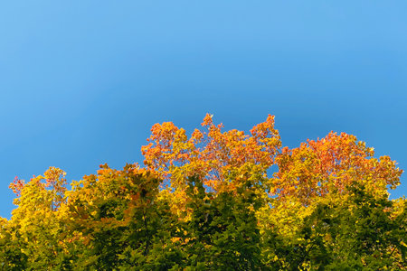 Green, yellow, and orange leaves against a blue sky.の写真素材