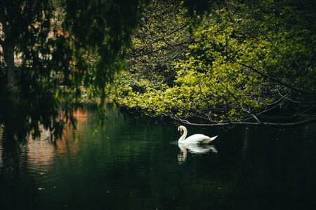 Swan floating in the water of a calm lake surrounded by vegetationの写真素材