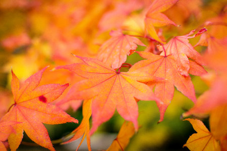 Red, orange, yellow, and gold leaves against blurred green background.の写真素材
