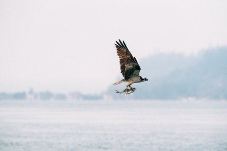 Side view of an osprey carrying a salmon over Puget Soundの写真素材