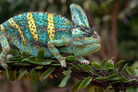 Green chameleon on tree branch, Veiled chameleon close upの写真素材