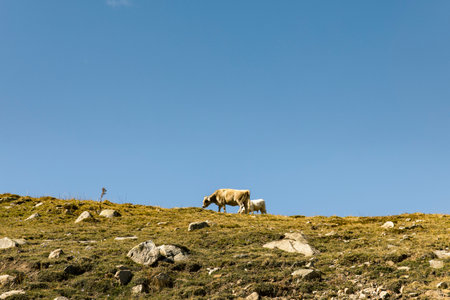 Cows grazing freely in a meadow on a mountainの写真素材