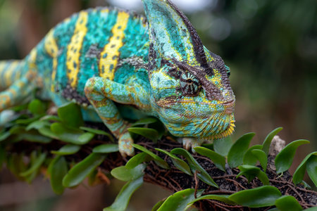 Green chameleon on tree branch, Veiled chameleon close upの写真素材