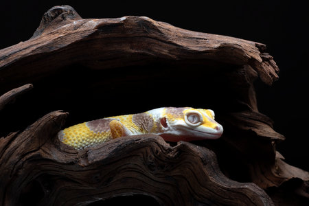 Portrait of a leopard gecko (Eublepharis macularius)の写真素材